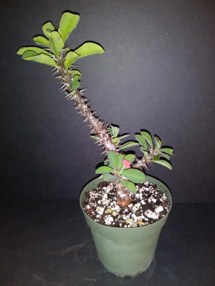 Euphorbia milii x didiereoides  cristate stems rare exotic