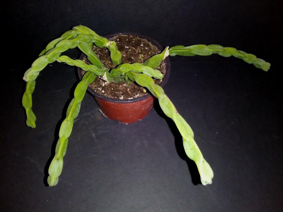 Rhipsalis paradoxa  rare exotic Epiphyte jungle cactus