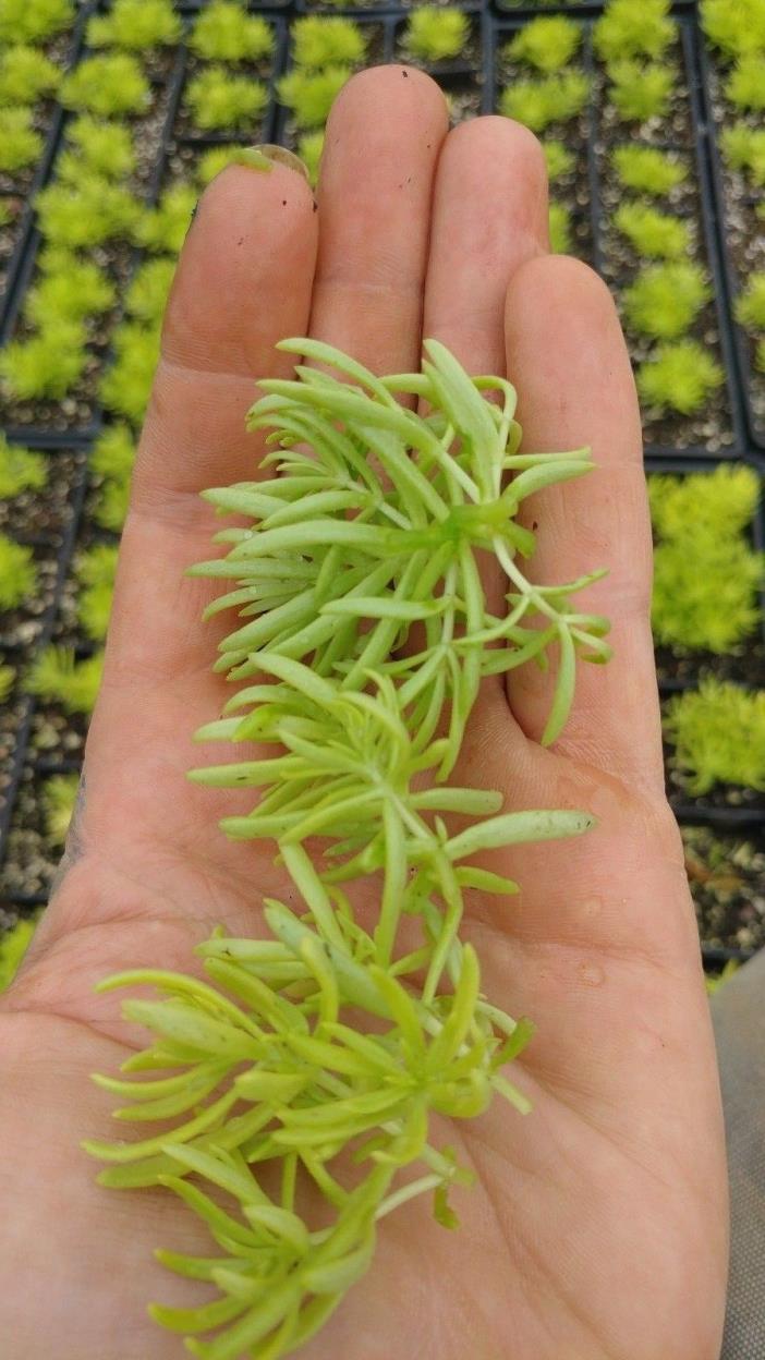 30+ cuttings Sedum Lemon Ball Cold Hardy zones 3-11 Succulent stonecrop