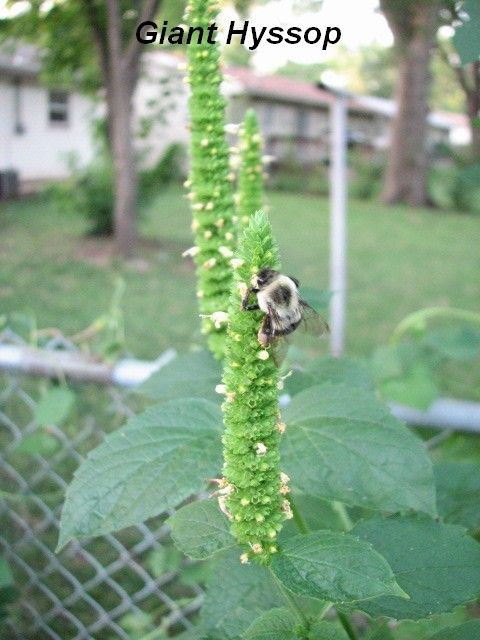 GIANT YELLOW HYSSOP Agastache Nepetoides Bees and Hummingbirds 100 Seeds