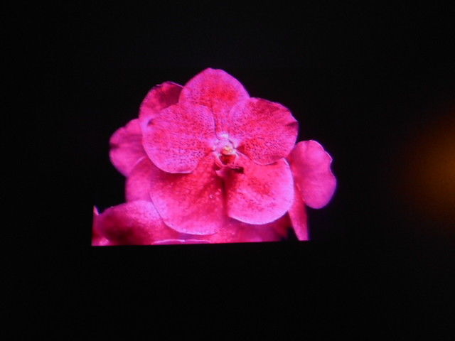 BROMLADY ORCHID VANDA ROBERTS DELIGHT PINK    BLOOMING SIZE   FLUSHED
