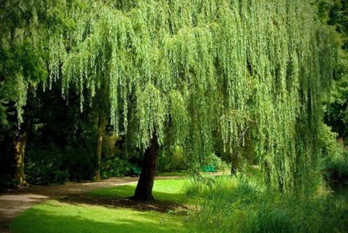 Weeping Willow Tree 2-3 Ft Live