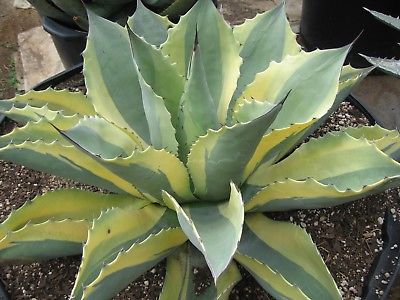 Agave ovatifolia 
