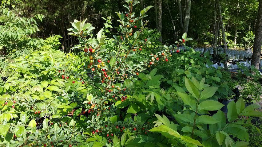Fresh Red Gem Goumi Fruit Tree Scionwood for grafting Lot of 4 Super Productive