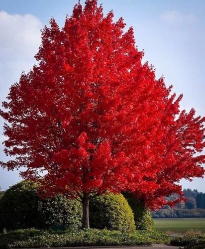 Red Maple Tree 2-3 Ft Live