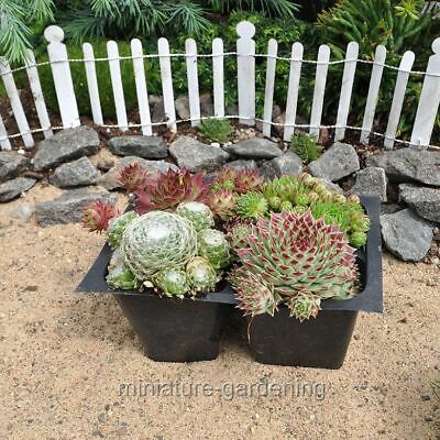 Hen and Chicks Collection, Sempervivum, Hen and Chicks