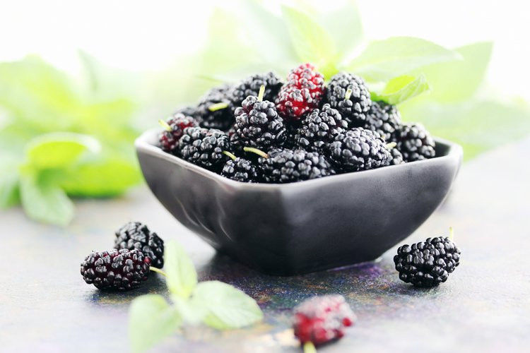 HARDY MULBERRY TREE CUTTINGS 18 - DARK JUICY BERRIES - HEAVY BEARER, -25°F HARDY