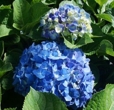 HYDRANGEA MACROPHYLLA 'BLUE HEAVEN' PPAF- PLANT - DORMANT - 4 INCH POT