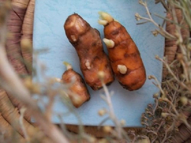 Tumeric Sprouted Organic Rhizome 1 rhizome approx 2