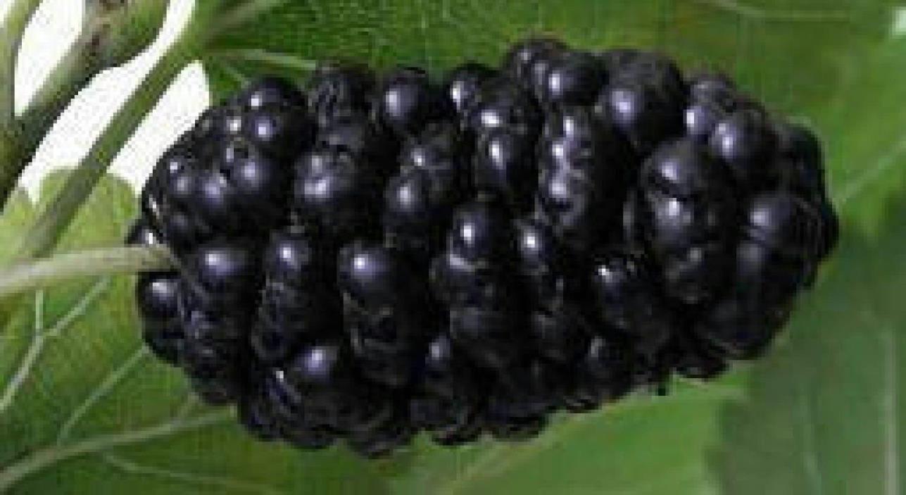 HARDY MULBERRY TREE CUTTINGS 14 - DARK JUICY BERRIES - HEAVY BEARER, -25°F HARDY