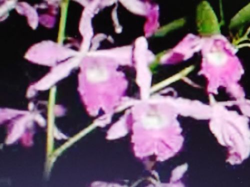 Schomburgkia Galleotiana Var. Chioodora Rare Species Orchid back bulbs live eyes