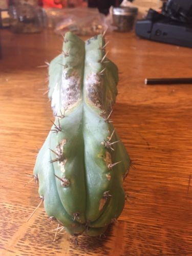 Echinopsis Trichocereus Hybrid “SS01xJuuls” Cactus Cutting 8”