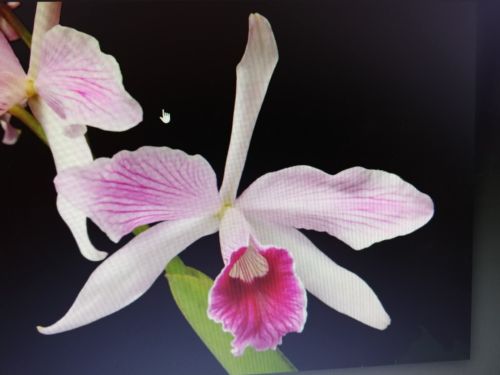 Laelia Purpurata Var Striata Excellent Breeding Species Cattleya Orchid