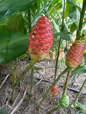 Ginger Red Pinecone