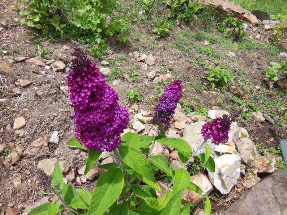 2 Buddleia 