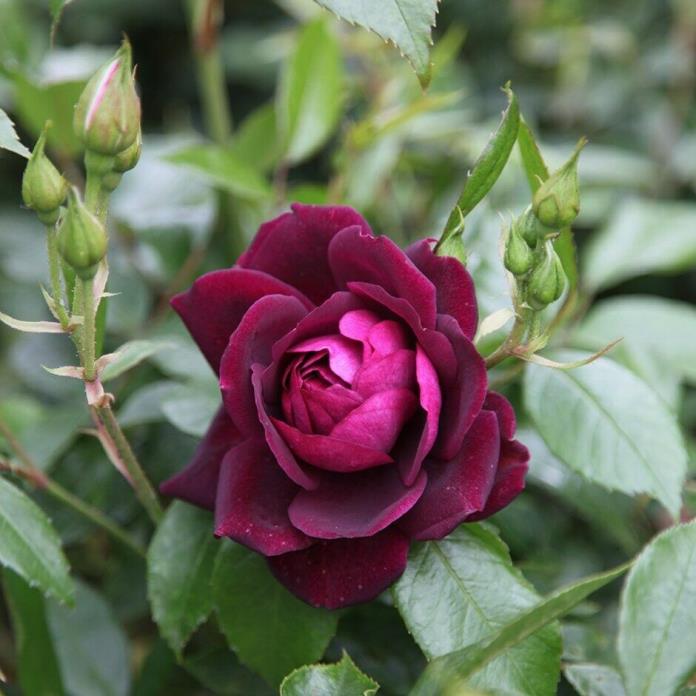 Live Rose (burgundy) aka Rosa x 'Burgundy Iceberg' Plant Fit 5Gallon Pot