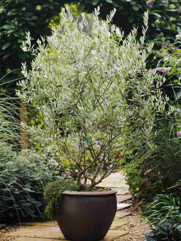 Olive (dwarf, fruitless)-Olea eur. 'Dwarf Fruitless' Live Plant Fit 5 Gallon Pot