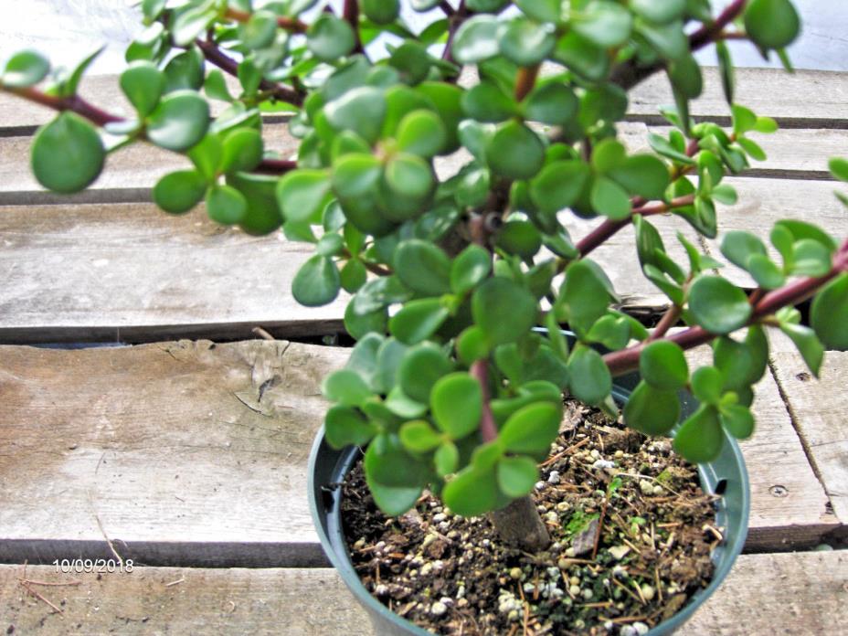 Mini Jade Bonsai 3 - 6