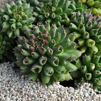 Sempervivum tectorum, Oddity, Hen and Chicks