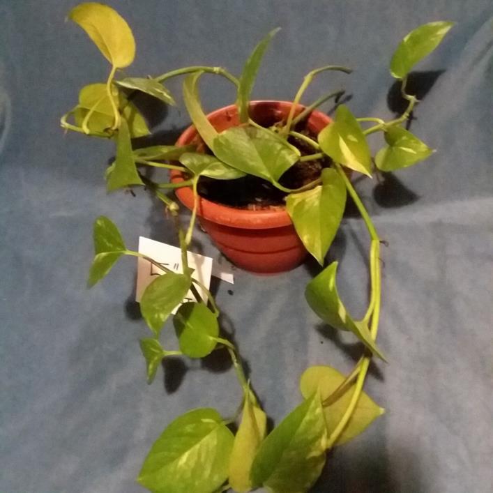 Golden Devil's Ivy Live Plant Pothos Epipremnum 5inch