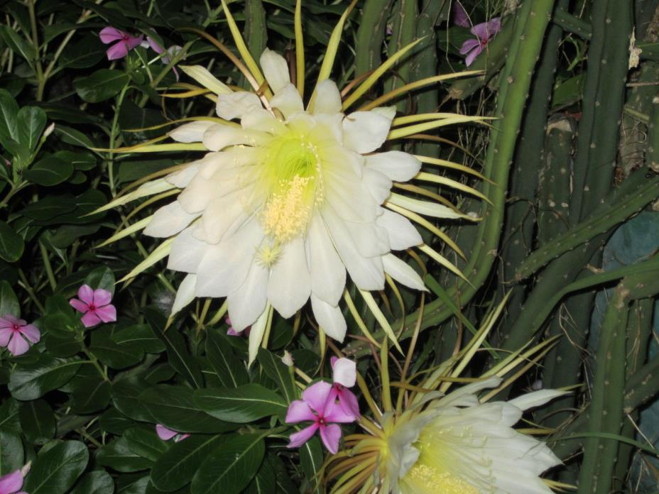 Rare climing night blooming cactus Selenicereus Grandiflorus