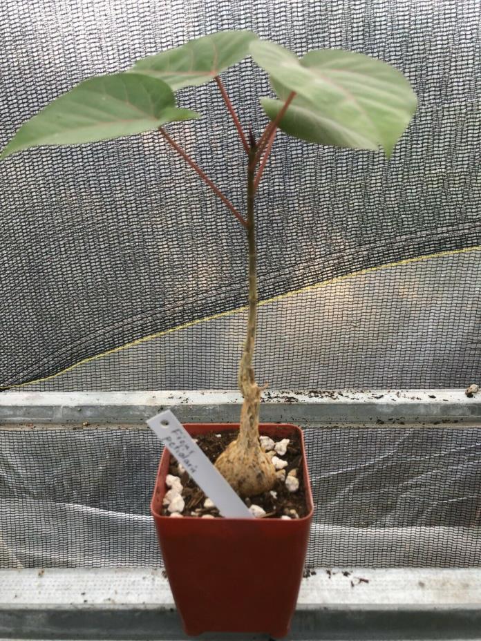 Ficus petiolaria