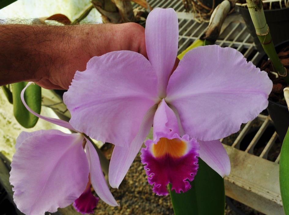 Cattleya trianae very nice orchid species flask excellent parentage great roots!