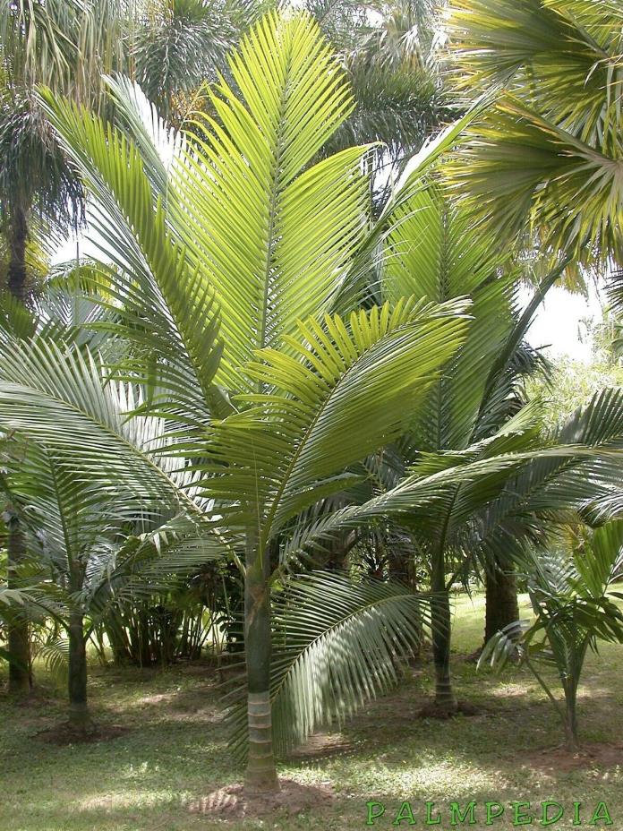 LIVE Kentiopsis Oliviformis Miraguama Palm Tree Tindea RARE