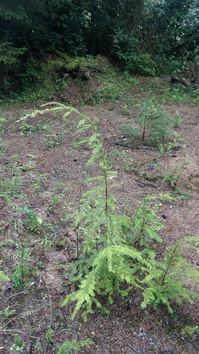 Three Hemlock Trees 2'   Live Plants