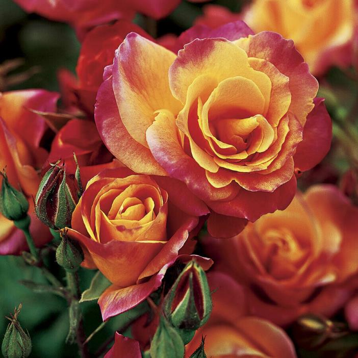 Live Rose (climbing, bicolor) - Rosa climber 'Joseph's Coat' Plant Fit 5Gal Pot