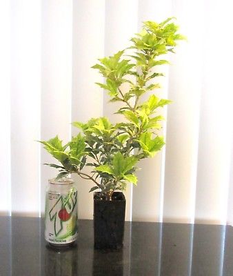 Variegated leaf dwarf Holly Osmanthas for shohin mame bonsai tree