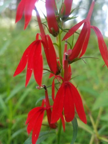 Live Cardinal Flower Bog Marginal Hummingbird Red Flower 3 live bare root