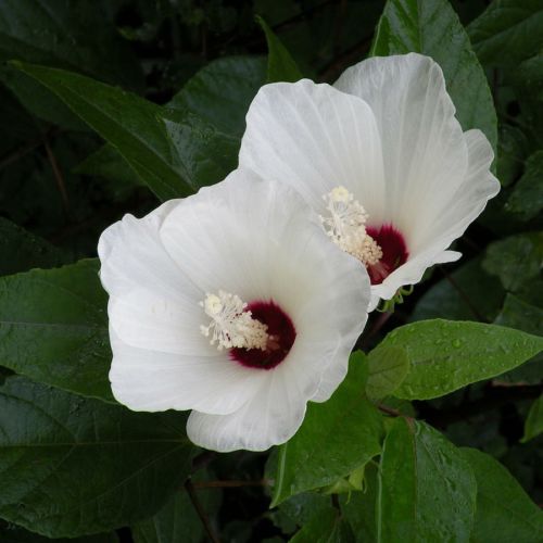 Live Pond Plant Rose Mallow White Hibiscus Marginal Bog two Live Plant