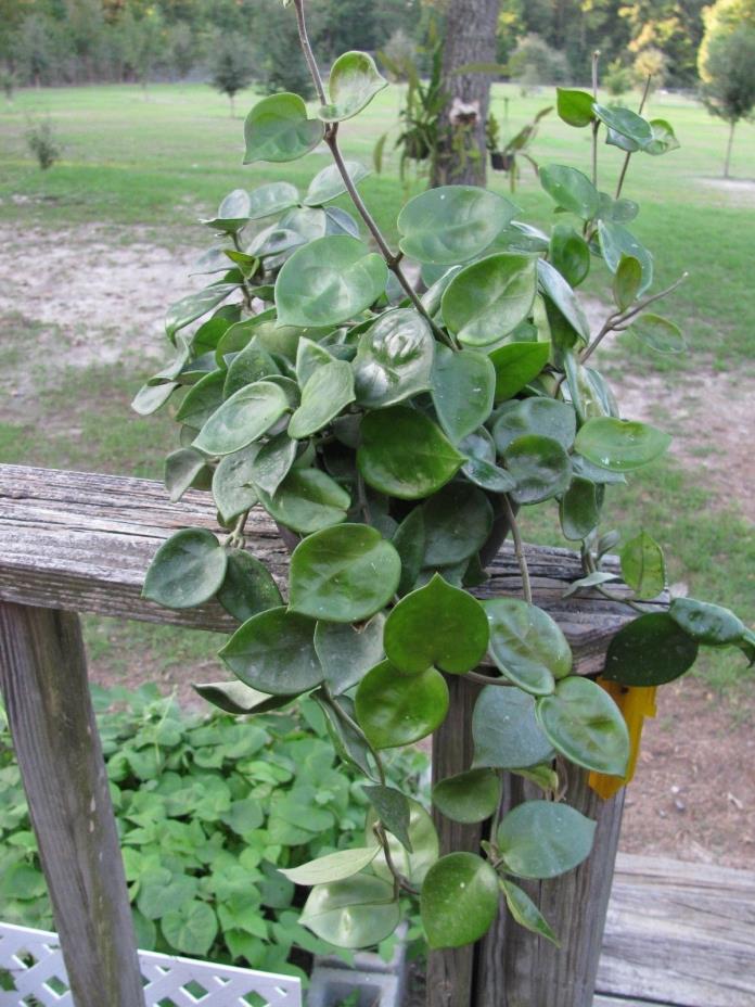 Hoya Carnosa Chelsea Dimple Plant Live in a 8