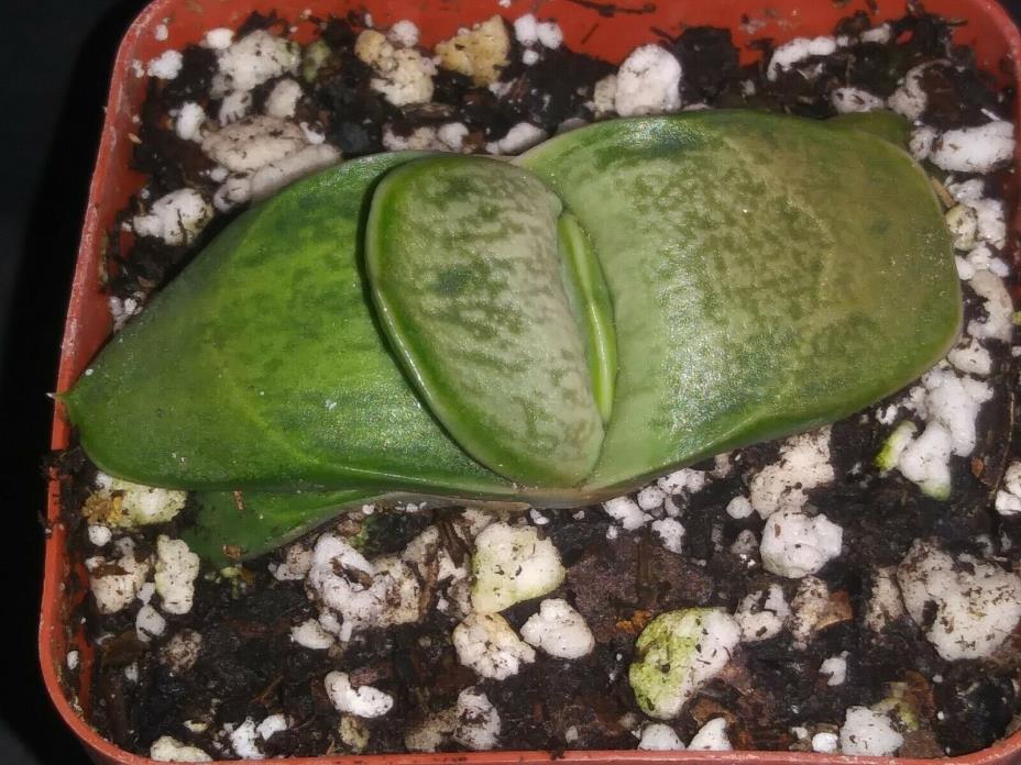 Gasteria 'pradera' rare exotic succulent