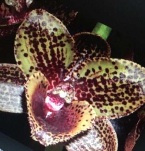 SIN CITY Orchids Fdk Sunset Valley 3 Bulb Bloom Size Bare Root