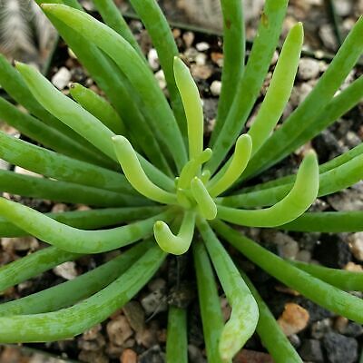 Senecio vitalis Cactus Cacti Succulent Real Live Plant