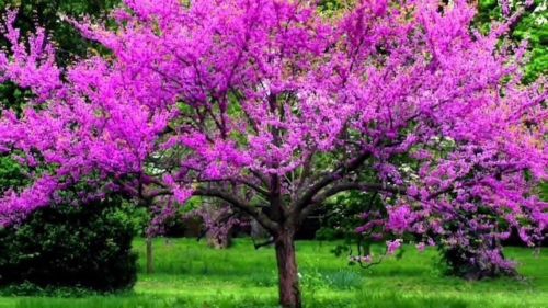 Redbud Tree 2-3 Ft Live