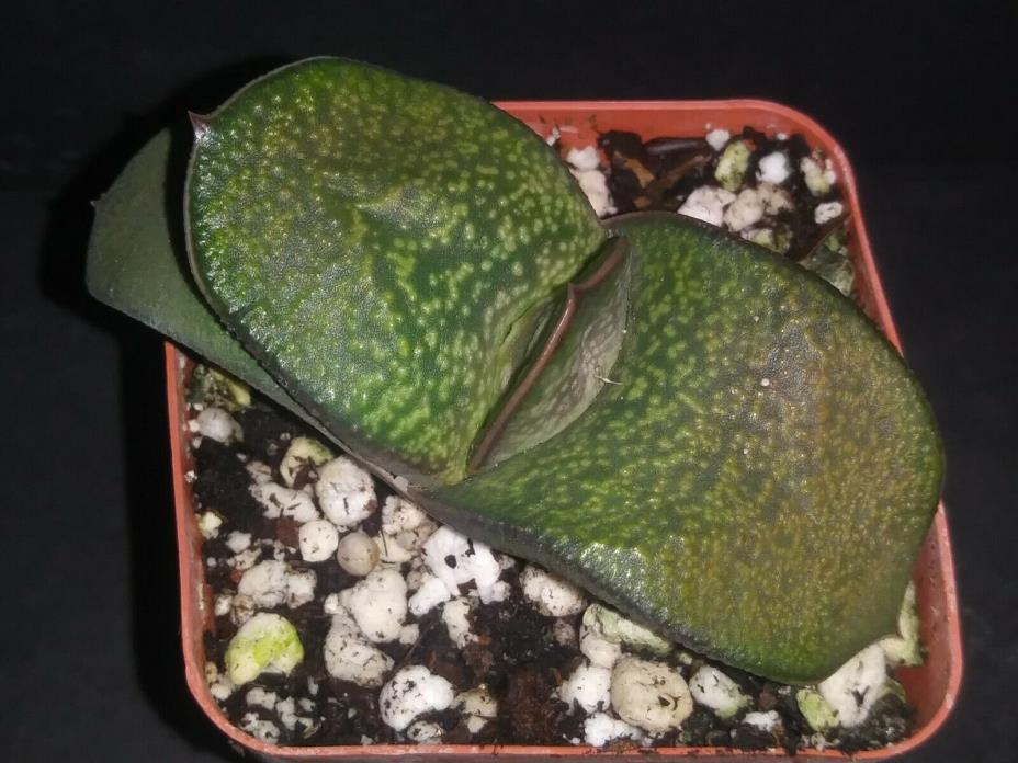 Gasteria armstrongii   rare exotic succulent