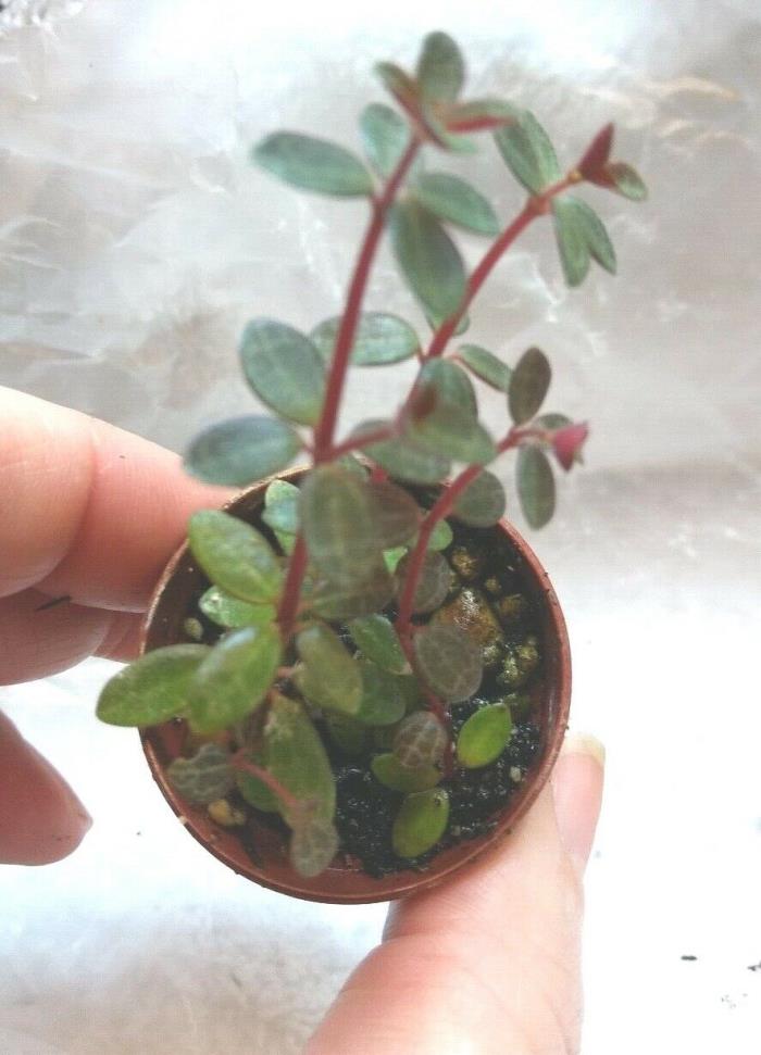 Tiny AQUAMARINE PILEA Starter Plants: Adorable, Perfect For Terrariums Accent