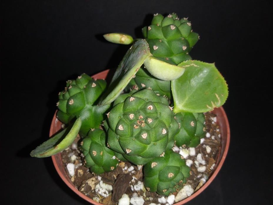 Monadenium ritchiei   Rare  exotic euphorbia succulent