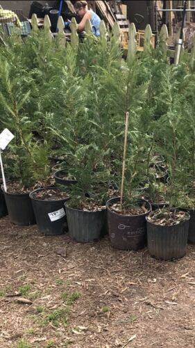 Leyland Cypress Or Murray Cupress 10 Total Privacy Trees 30-34 Inches Average