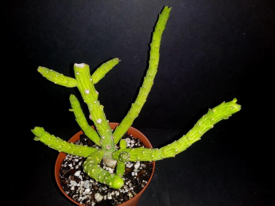 Monadenium ellenbeckii  Rare  exotic euphorbia succulent