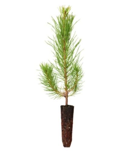 50 Loblolly Pine Tree Seedlings - Fast growing/easy planting