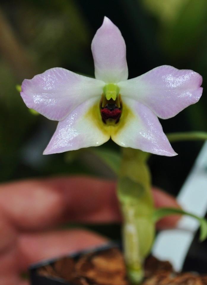 Dendrobium trantuanii great miniature orchid species flask new and great species
