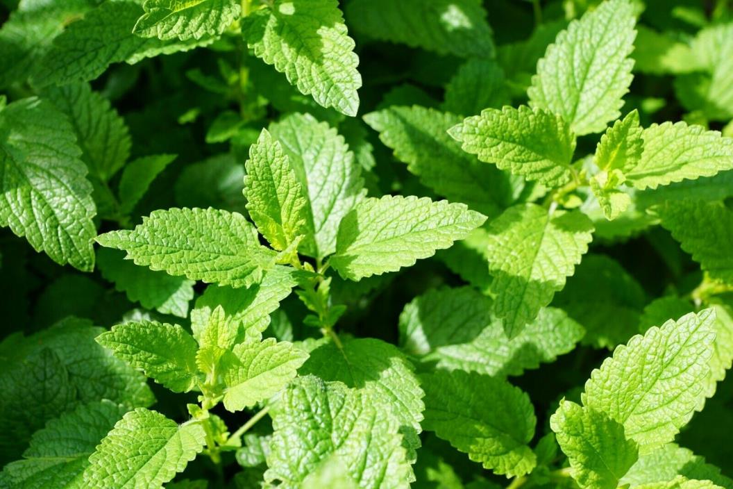 2 LIVE Peppermint Plant aka Mentha x piperita Herbs Fit 3.5