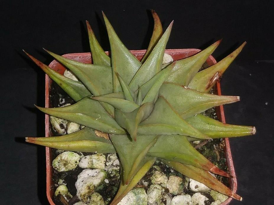 Haworthia limifolia v. glaucophylla  rare exotic succulent