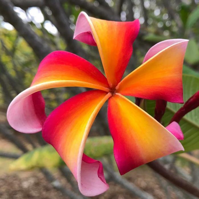 ROOTED PLUMERIA TREE PLANT CUTTING  