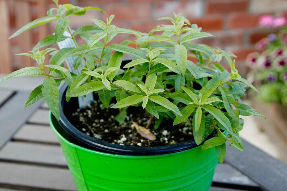 2 Lemon verbena Live Plant - Aloysia citrodora - Herbs Plant Fit 3