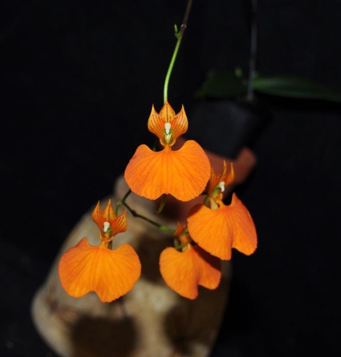 Comparettia speciosa beautiful orchid species exceptional select plant in flower